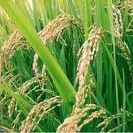 زمین کشاورزی سنتی 7500متر در(خمام/چوکام)