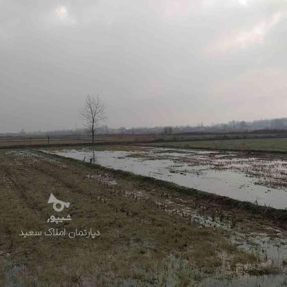زمین کشاورزی 2200 متر در روستای پنچاه در گروه خرید و فروش املاک در گیلان در شیپور-عکس1
