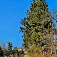 200 متری جنگلی روستای سنگبن