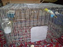 قفس نگهداری سگ و انواع حیوان دیگر در شیپور
