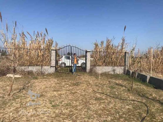 فروش زمین کشاورزی 500 متر در مرکز شهر در گروه خرید و فروش املاک در مازندران در شیپور-عکس1