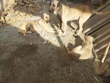 سگ سرابی ماده حامله در شیپور