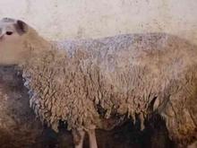 گوسفند قوچ و میش شاروله اصل در شیپور
