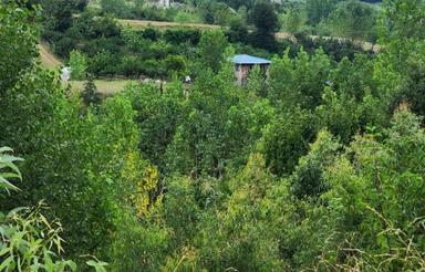 زمین 280 متر تنگ لته مناسب ساخت ویلای جنگلی