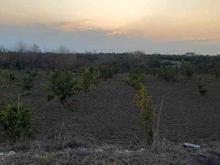 باغچه 1,000 متری در کوی اصحاب در شیپور