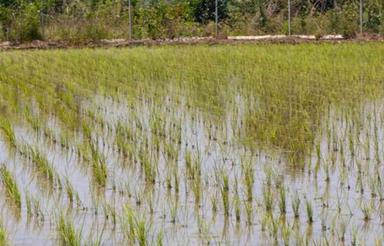 زمین کشاورزی 5313 متر در (حسن سرا)رودسر