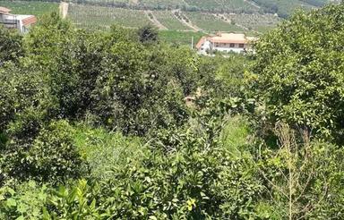 فروش زمین کشاورزی 170 متر در خان عباسی