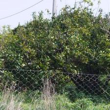 باغچه 3000 متر نزدیک دریا فرح آباد