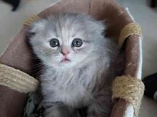 بچه گربه اسکاتیش پرشین فولد در شیپور