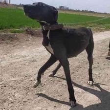 سگ گریت دین بلک ماده 9ماهه در شیپور