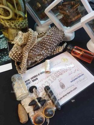 مهره مار اصل هندی+سنگ اصل در گروه خرید و فروش لوازم شخصی در کرمان در شیپور-عکس1