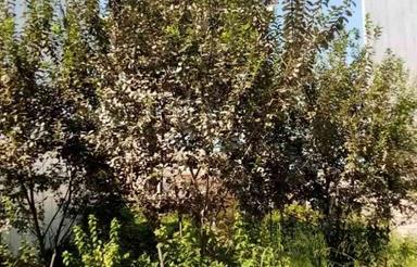 فروش زمین مسکونی 300 متر