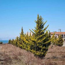 زمین ساحلی 140 متر در منطقه آزاد ساحل چپکرود