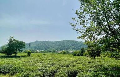 فروش زمین 410 متری با ویوی باغ چای سوستان