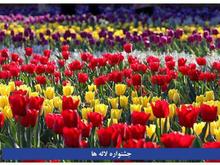 جشنواره گل‌های لاله و‌کاخ سلیمان در شیپور