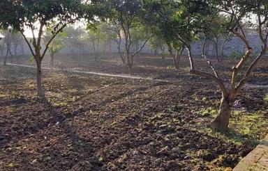 فروش زمین کشاورزی 1250 متر در بابلکنار