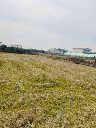 فروش زمین کشاورزی 3000 متر در چپکرود در گروه خرید و فروش املاک در مازندران در شیپور-عکس1