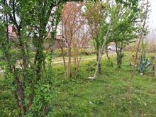 491 متر زمین مسکونی سند دار ویو ابدی در شیپور