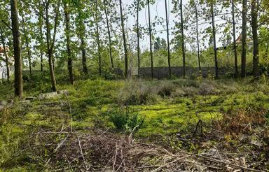 فروش زمین مسکونی 300 متر در بیشه کلا