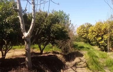 فروش زمین کشاورزی 3000 متر در جاده قائمشهر