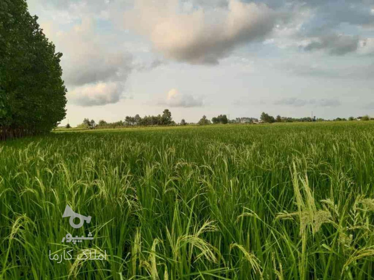 زمین کشاورزی 7,000 متری در سالومحله در گروه خرید و فروش املاک در گیلان در شیپور-عکس1