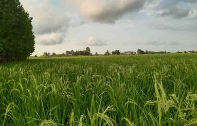 زمین کشاورزی 7,000 متری در سالومحله