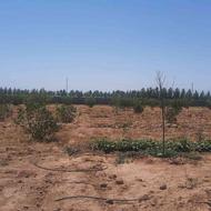 فروش زمین کشاورزی 1500 متر در مامونیه