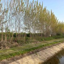 چند پلاک 208 متر در روستای لیمون
