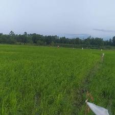 فروش زمین کشاورزی 19950 متر در جاده کیسم