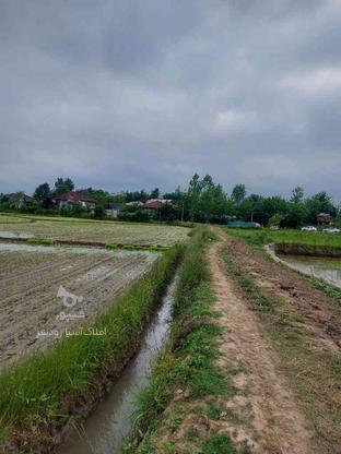 زمین کشاورزی(سنتی) 4000 متر(بحر جاده) در روستا سرایدشت در گروه خرید و فروش املاک در گیلان در شیپور-عکس1