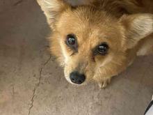 یک سگ کوچک و مریض احتاج به کمک پزشکی گم شده در شیپور