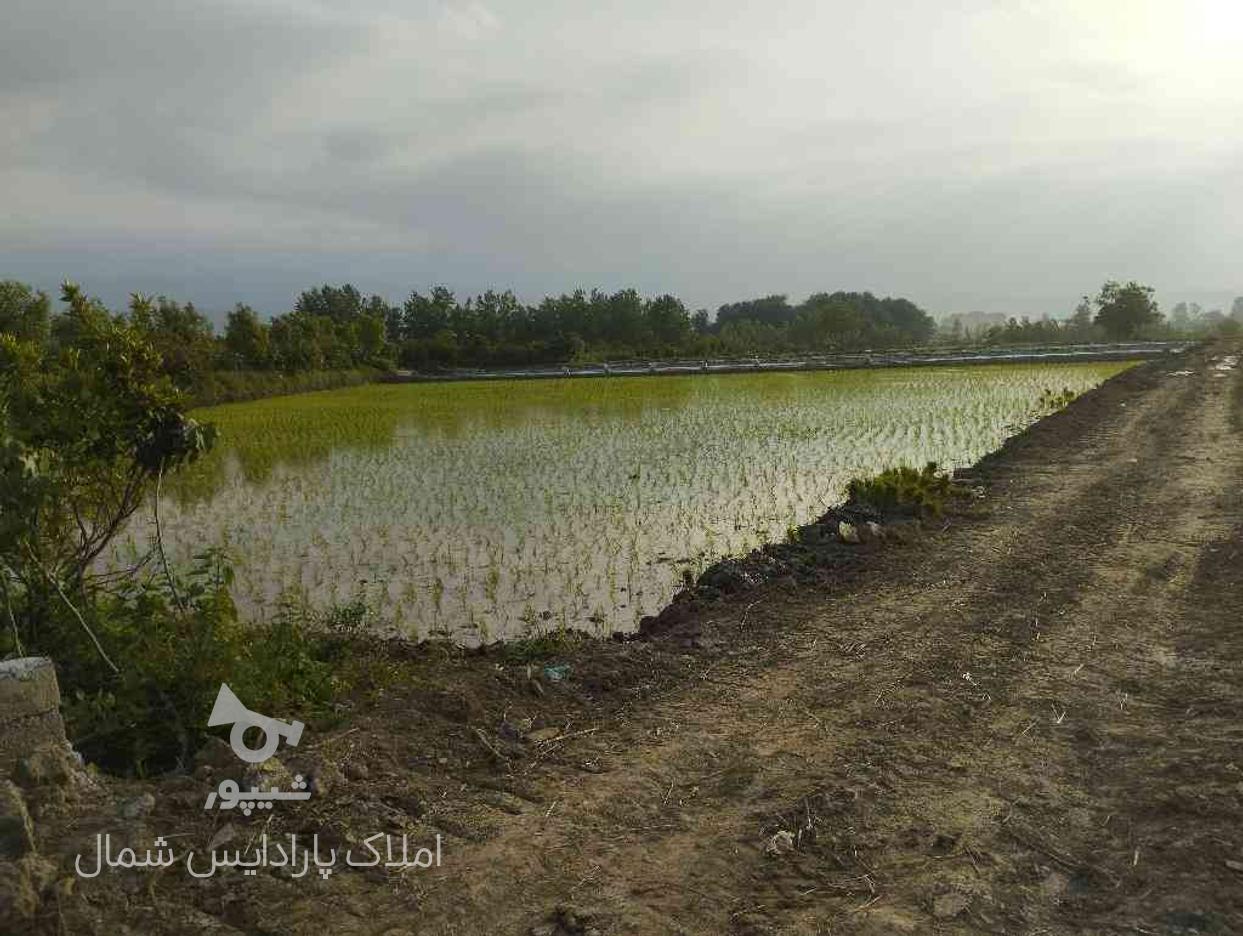 فروش زمین کشاورزی 2700 متر در کمربندی امل به نور در گروه خرید و فروش املاک در مازندران در شیپور-عکس1