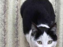 گربه گمشده عظیمیه کرج در شیپور