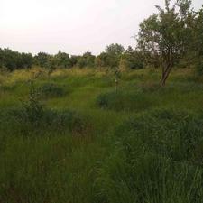 فروش زمین کشاورزی 250 متر در جاده نظامی