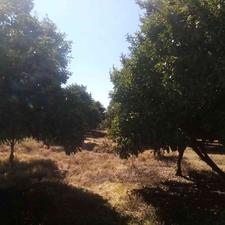 زمین کشاورزی 200 متر در جاده قائمشهر