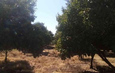 زمین کشاورزی 200 متر در جاده قائمشهر