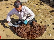 چیدن پشم گوسفند در شیپور