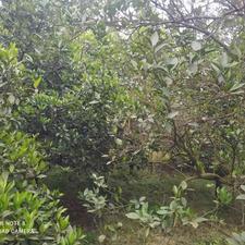 فروش زمین مسکونی 1000متری در اول گتاب