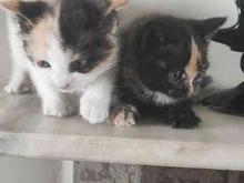 دو عدد بچه گربه سی وپتج روزه در شیپور