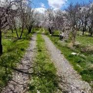 فروش زمین کشاورزی 3700 متر در مراغه