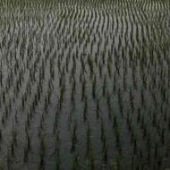 زمین کشاورزی 7000 متر در لشکاجان