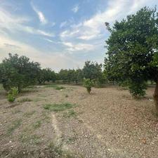 زمین 6000 متر در بر جاده کیاکلا