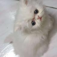 گربه پرشین (ایرانی) بهترین کادو