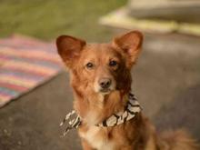 سگ اشپیتز گمشده در شیپور