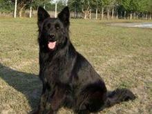 واگذاری سگ ژرمن بلک (مو کلاسیک - مو متوسط) شولاین در شیپور