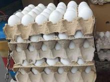 پخش تخم مرغ در شیپور