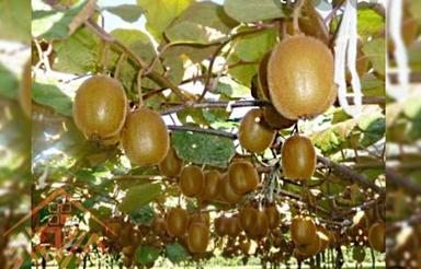 فروش باغ کیوی 1290 متر در هرازپی