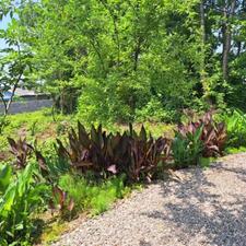 600 متر زمین قابل تفکیک در لولمان کوچصفهان رشت