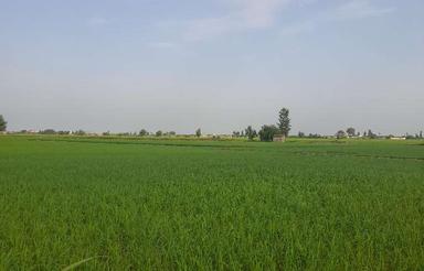 فروش زمین کشاورزی 3500 متر در لاله آباد - زرگرمحله