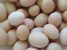 تخم مرغ محلی نطفه دار در شیپور